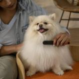 Fiskars Kovový hřeben Pet Care 2009134