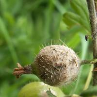 Americké padlí angreštové