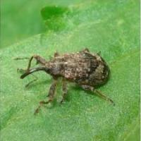 Květopas jabloňový