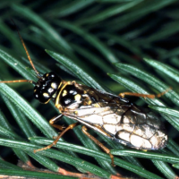 Ploskohřbetka smrková