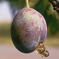 Obaleč švestkový na peckovin