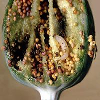 Krytonosec makovicový