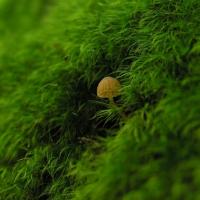 Mechy a řasy na trávníku