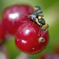Vrtule třešňová na peckovin