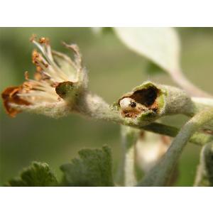 Květopas jabloňový