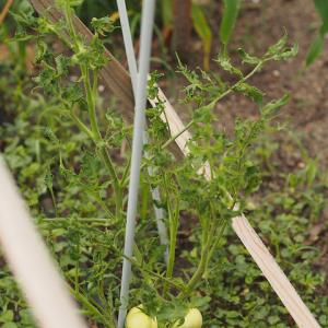 Padání klíčních rostlin