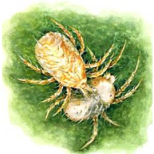 Sviluška