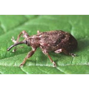 Květopas jabloňový