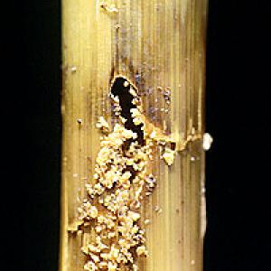 Zavíječ kukuřičný