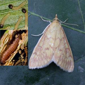 Zavíječ kukuřičný