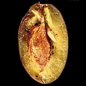 Obaleč švestkový na peckovin