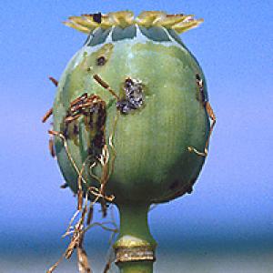 Krytonosec makovicový