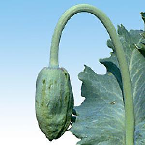 Krytonosec makovicový