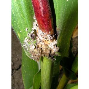 Zavíječ kukuřičný