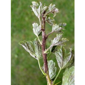 Americké padlí angreštové