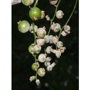 Americké padlí angreštové