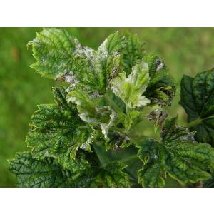 Americké padlí angreštové