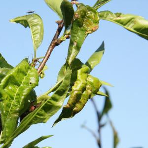 Kadeřavost broskvoně