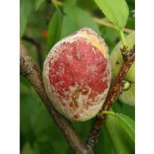 Kadeřavost broskvoně