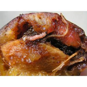 Obaleč švestkový na peckovin