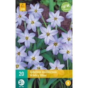 Ipheion Uniflorum Wisley Blue "C"