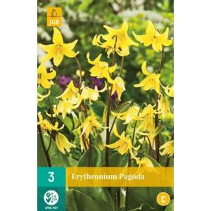 Kandík Erythronium Pagoda "C"