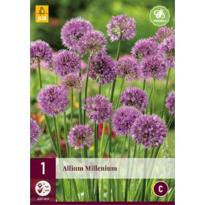 Česnek okrasný ALLIUM MILLENIUM "C"