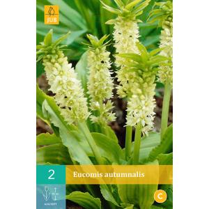 Chocholatice Eucomis AUTUMNALIS "C"