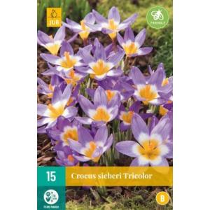 Krokus Sieberi Tricolor "C"
