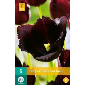 Tulipán Vincent Van Gogh "C"