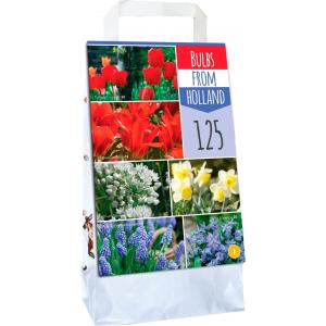 Bulbs From Holland 125 cibulí
