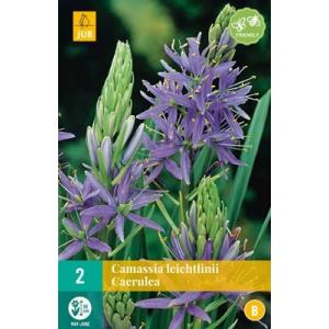 Ladoník Camassia Leichtlinii Caerulea "B"