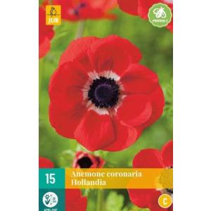 Sasanka Anemone Coronaria Hollandia "C"