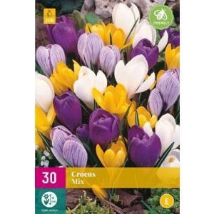 Krokus Large Flowering Mix "E"