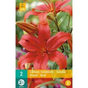 Lilie Asiatic Red "C"