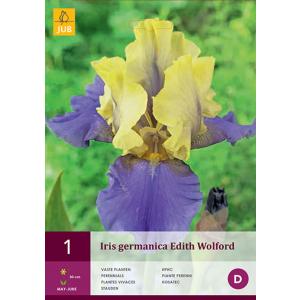 Kosatec GERMANICA EDITH WOLFORD "C"