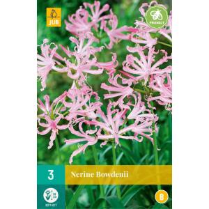 Nerinka Bowdenova (Nerine) "B"