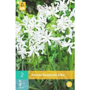 Nerinka Bowdenova ALBA (Nerine) "C"