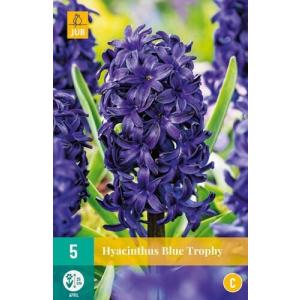 Hyacint Single Blue Trophy "C"