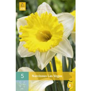 Narcis Las Vegas "C"