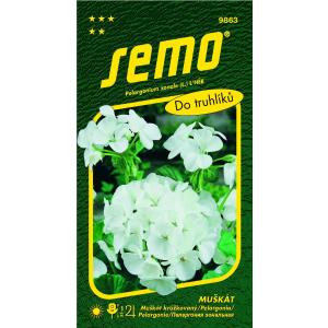 Semo Pelargonie páskatá bílá 11s
