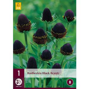 Rudbeckia BLACK BEAUTY "C"