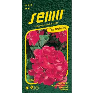 Semo Pelargonie páskatá červená 11s