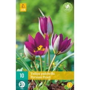 Tulipán Pulchella Persian Pearl "C"