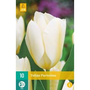 Tulipán Purissima "C"
