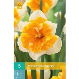 Narcis Orangery "C"