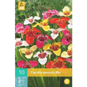 Tygřice Tigridia PAVONIA MIX "B"
