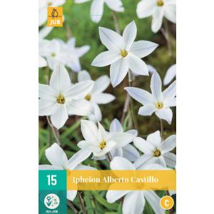 Ipheion Uniflorum Albert Castillo "C"