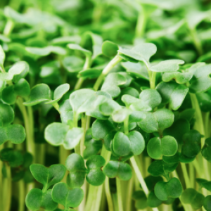 Semena microgreens: Vypěstujte si zdravou zeleninu za 14 dní