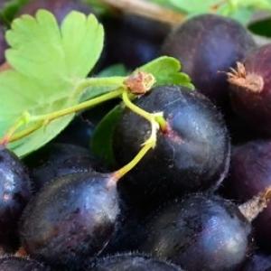 Zkuste vypěstovat jostu! Chutné ovoce, které zná jen málokdo